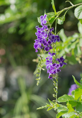Pigeon berry flower