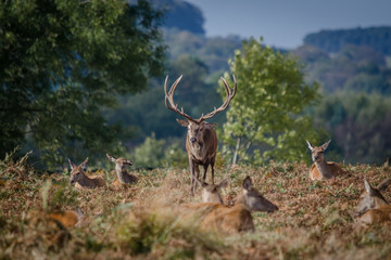 Red Deer Stag and Hinds (Doe)