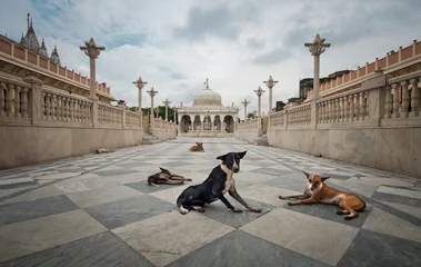 Foto auf Leinwand Dog guards at temple entrance © Miguel Cabezon