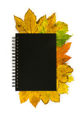 yellow maple leaves protruding from a closed notebook