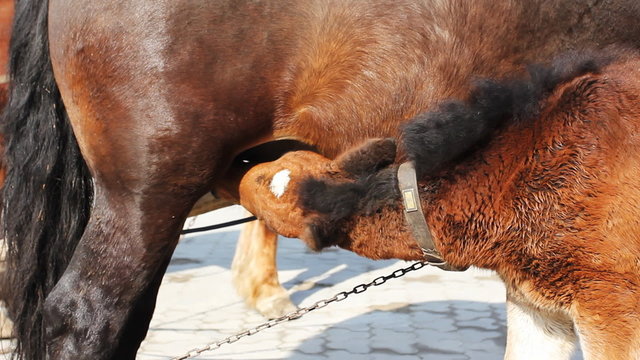 small foal drink some milk from his mother harnessed in chariot,