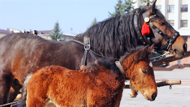 small foal stand near his mother harnessed in chariot, close-up