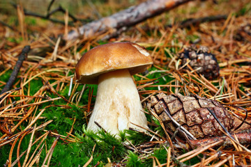 Boletus edulis