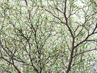 texture of Terminalia