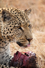 Leopardo con preda