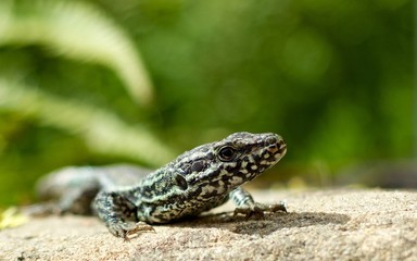 Small lizard basking in the sun