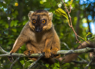 Lemur of Madagascar