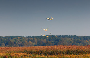 Jesienne Loty Łabędzi © Wojciech Lisiński