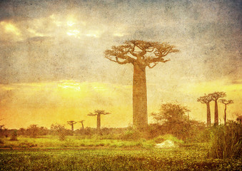 Vintage image of Baobabs avenue, Madagascar