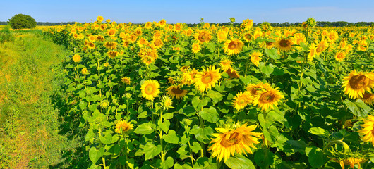 Sunflower landscape