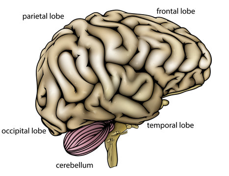 Brain anatomy labelled diagram