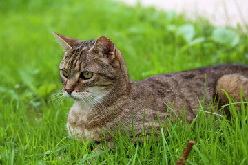 Chat