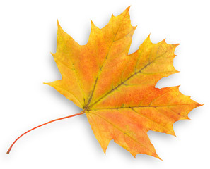 Yellow maple leaf