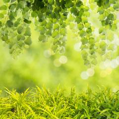 Green Grass With Summer Scene Background
