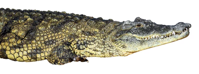 Crédence de cuisine en verre imprimé Crocodile grand crocodile américain