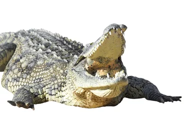 Printed roller blinds Crocodile American crocodile