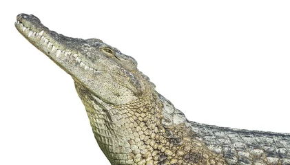 Zelfklevend Fotobehang Krokodil grote krokodil