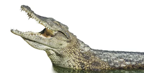 Papier Peint photo Lavable Crocodile grand crocodile américain avec la bouche ouverte