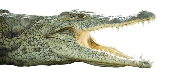 Abwaschbare Fototapete Krokodil Krokodil mit offenem Maul