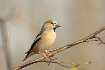 Grosbeak - Coccothraustes coccothrautes on a branch