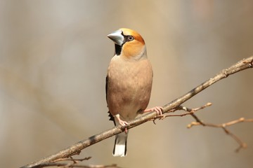 Grosbeak - Coccothraustes coccothrautes  on a branch