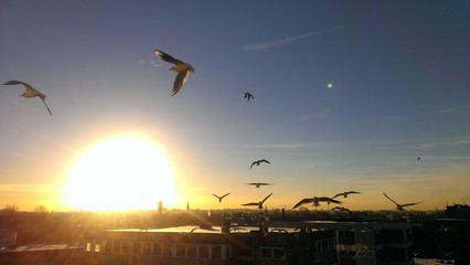 M&ouml;wen &uuml;ber der Stadt