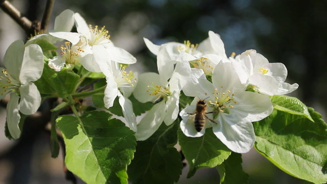 white apple blossom with bumblebee fly around, close-up