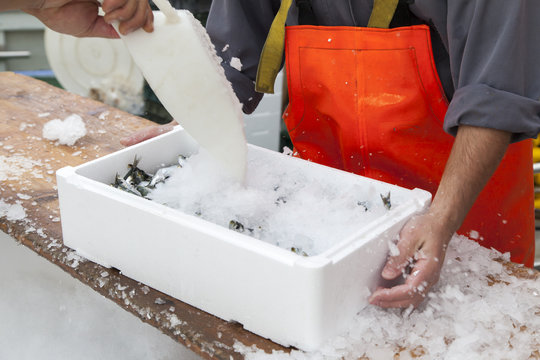 Fototapeta Fishermen prepare sardines for transportation