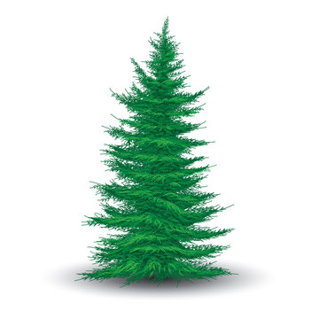 Green fir tree