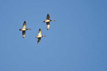 Three American Wigeons Flying in a Blue Sky