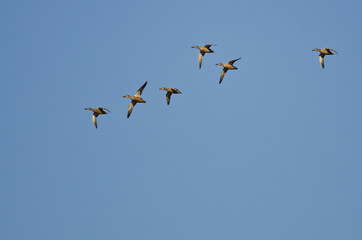 Flock of American Wigeons Flying in a Blue Sky