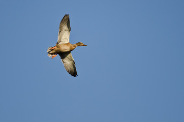 Female Mallard Duck Flying in a Blue Sky