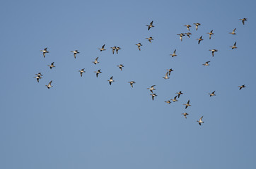 Flock of American Wigeons Flying in a Blue Sky