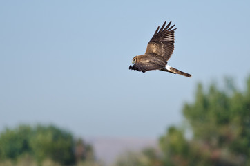 Northern Harrier Hunting on the Wing