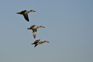 Three Northern Shovelers Flying in a Blue Sky