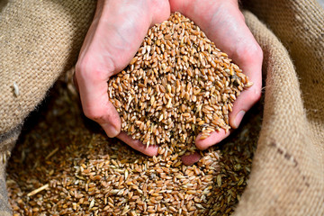 Malt in the hands of the brewer close-up. Holds grain in the palms of your hands