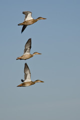 Three Northern Shovelers Flying in a Blue Sky