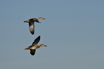Two Northern Shovelers Flying in a Blue Sky