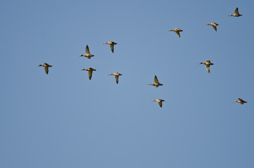 Flock of American Wigeons Flying in a Blue Sky