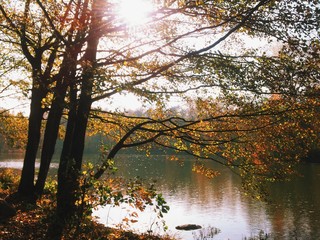 Obraz premium Trees near the lake at autumn