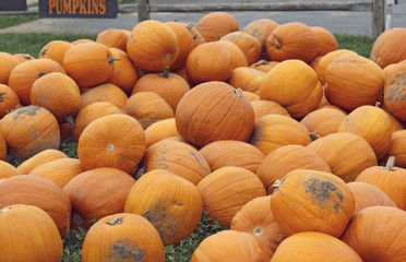 Heap of farm pumpkins