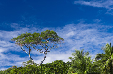 Obraz premium Sunlit Foliage Natural Background