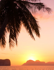 Palm Paradise Tree Silhouettes