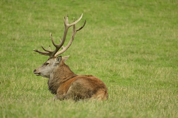 Rothirsch - Platzhirsch