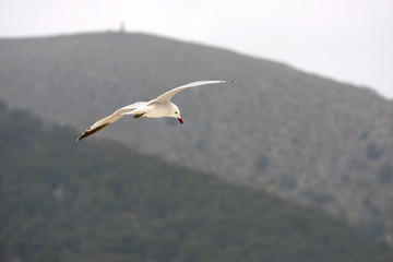 Möwe im Flug