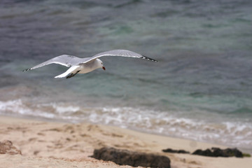 Möwe im Flug