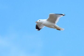 Larus canus, Common Gull