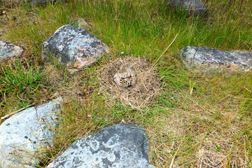 Fototapeta na wymiar Nest of the Common Gull (Larus canus)