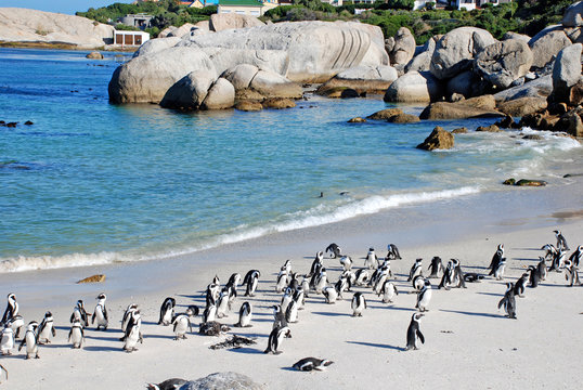 penguin colony on the ocean beach near Capetown