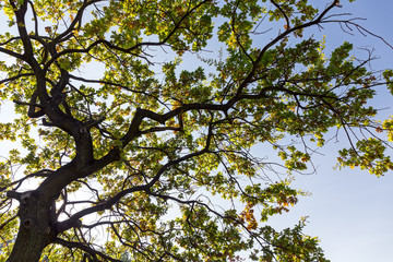Old oak tree branch